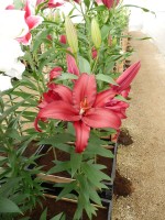 [4266 Firebolt No201.JPG]